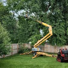 Best Tree Cabling and Bracing  in High Point, NC