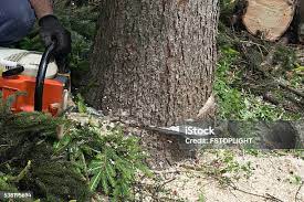 Best Root Management and Removal  in High Point, NC