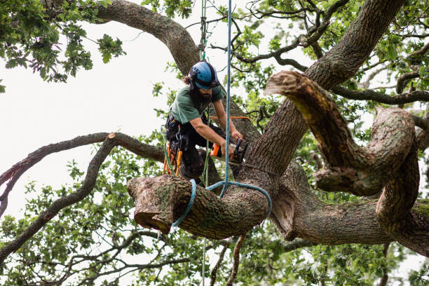 Best Fruit Tree Pruning  in High Point, NC