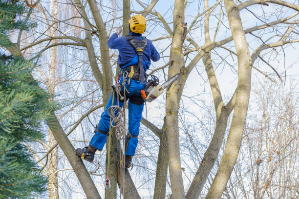 Best Seasonal Cleanup (Spring/Fall)  in High Point, NC
