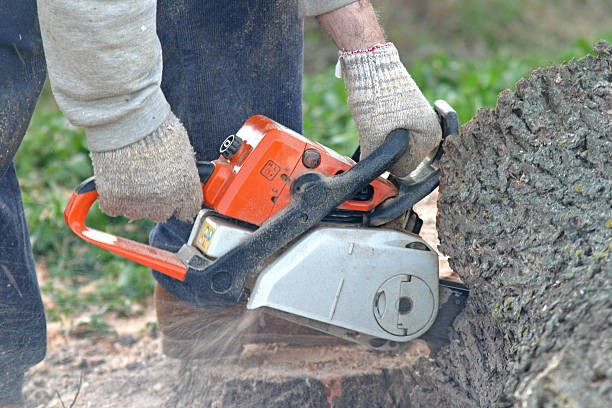 How Our Tree Care Process Works  in  High Point, NC