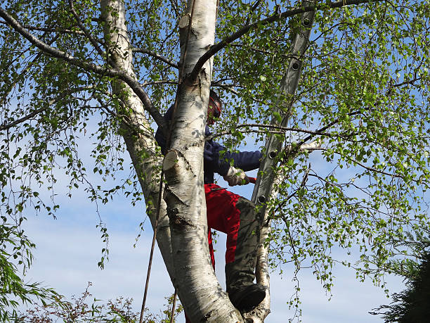 Best Tree Mulching  in High Point, NC