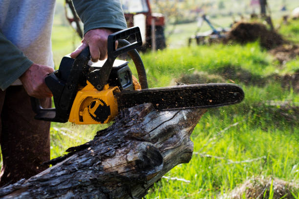 Professional Tree Care in High Point, NC
