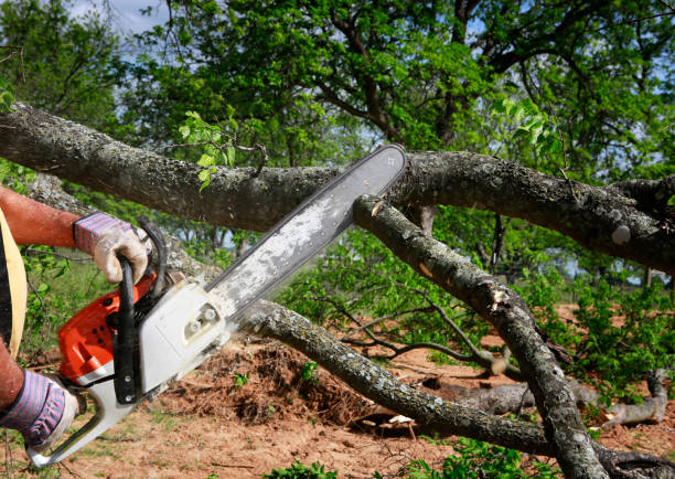 Best Lawn Watering Services  in High Point, NC